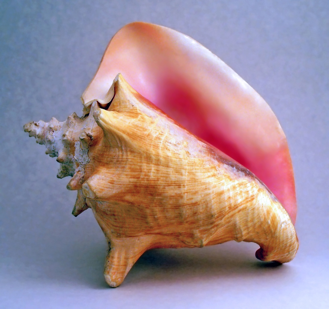 conch_shell_2